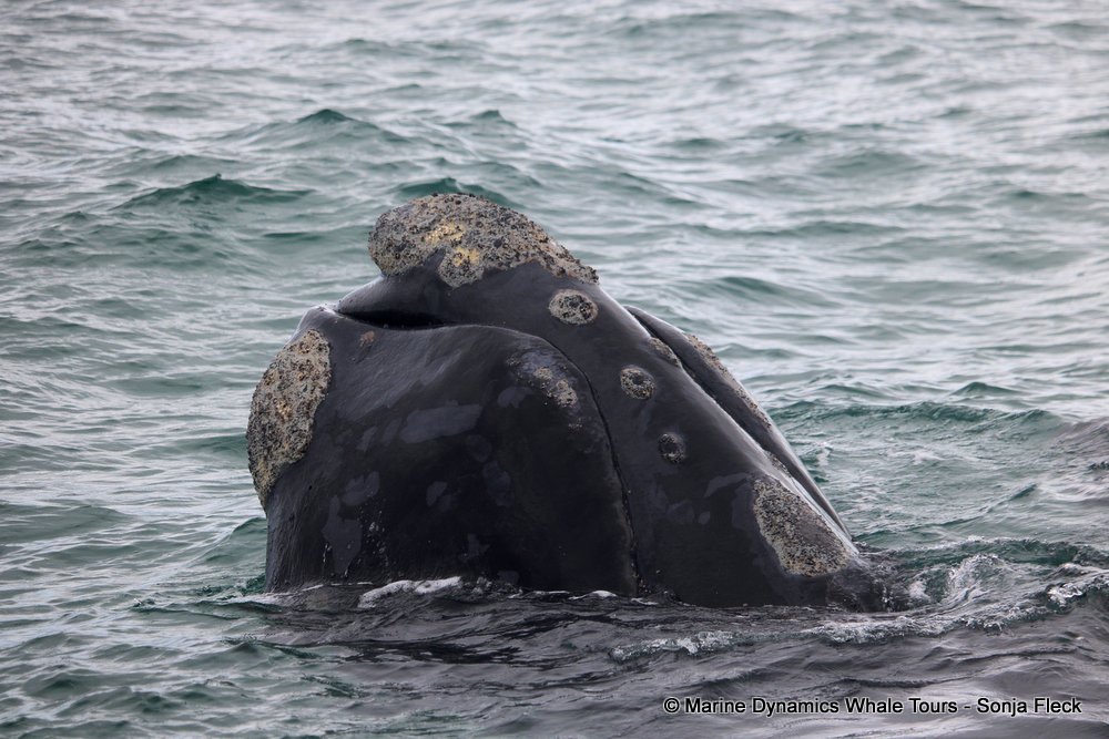 Southern right whale, whale watching, gansbaai, south africa,