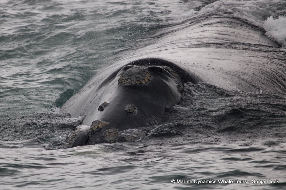 Southern right whale, whale watching, gansbaai, south africa,