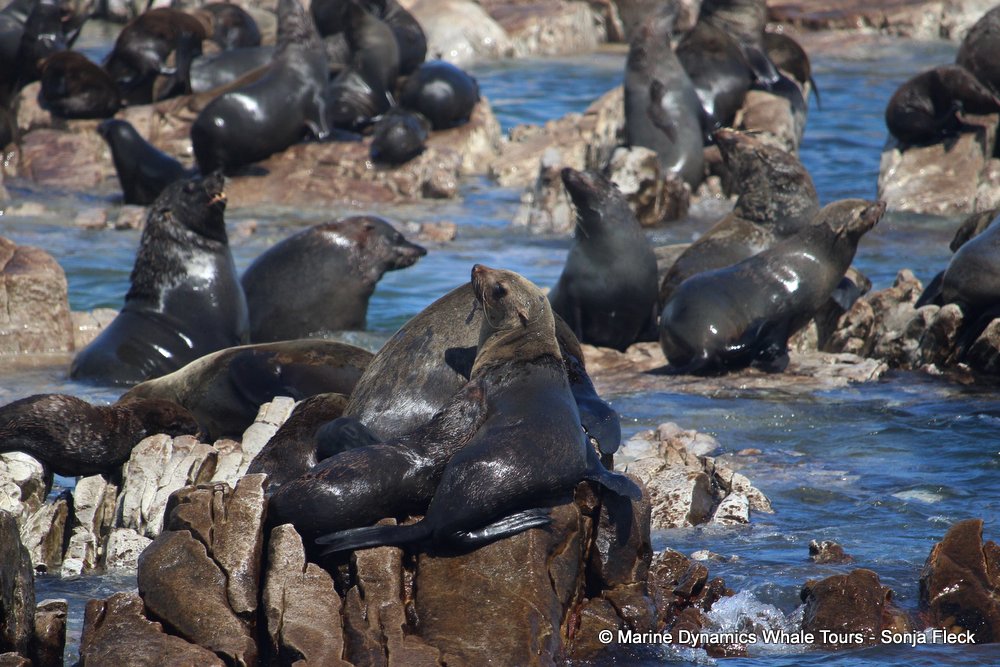 cape fur seal, whale watching, gansbaai, south africa