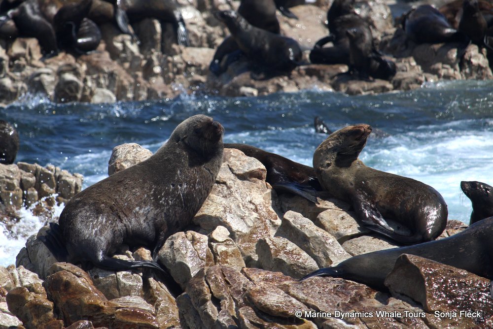 cape fur seal, whale watching, gansbaai, south africa
