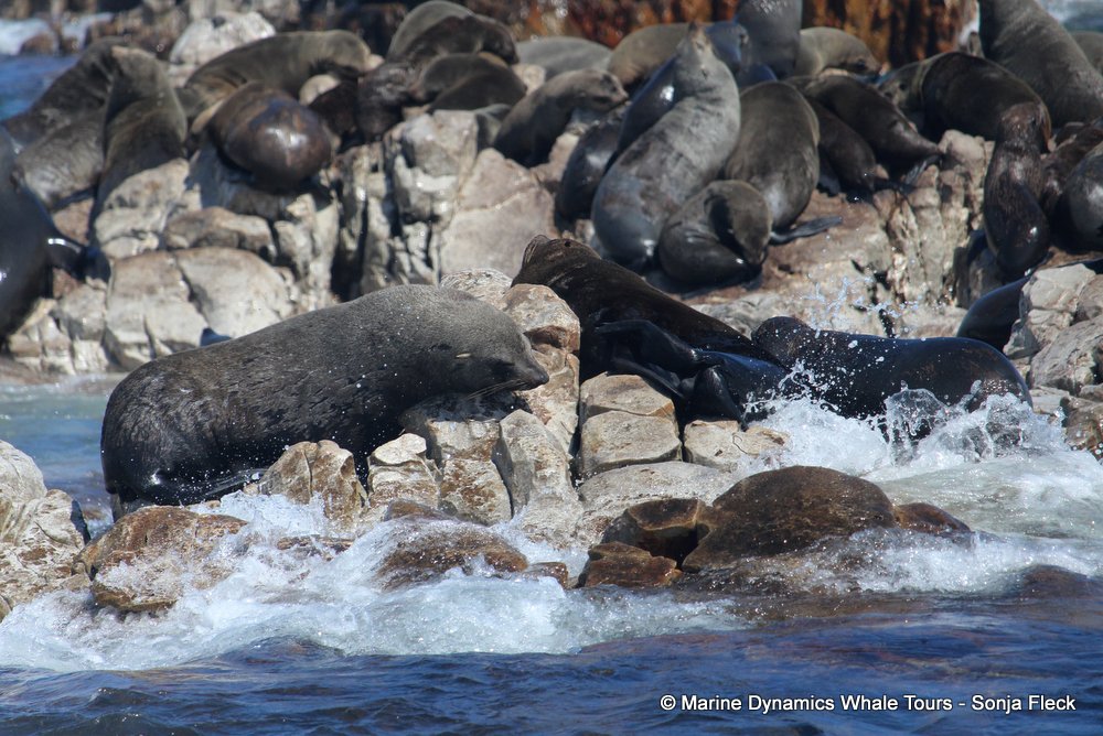 cape fur seal, whale watching, gansbaai, south africa