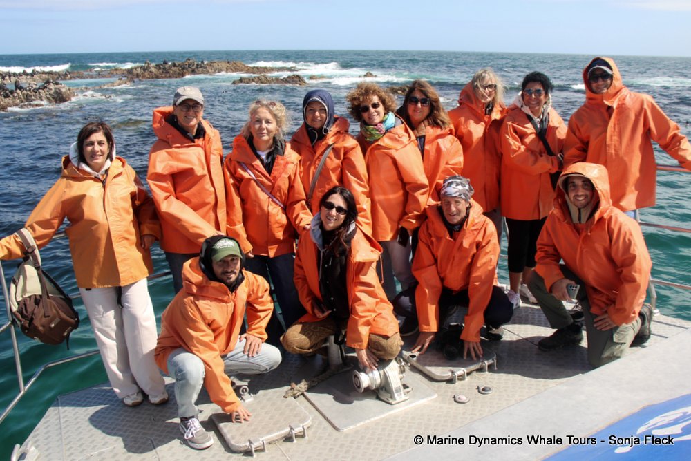 whale watching, gansbaai, south africa,