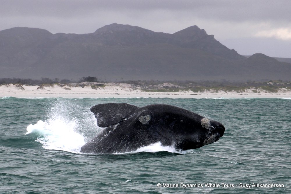 Marine Big 5 Daily Blog 26 October