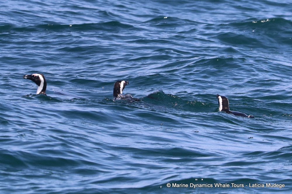 african penguin, whale watching, gansbaai, south africa