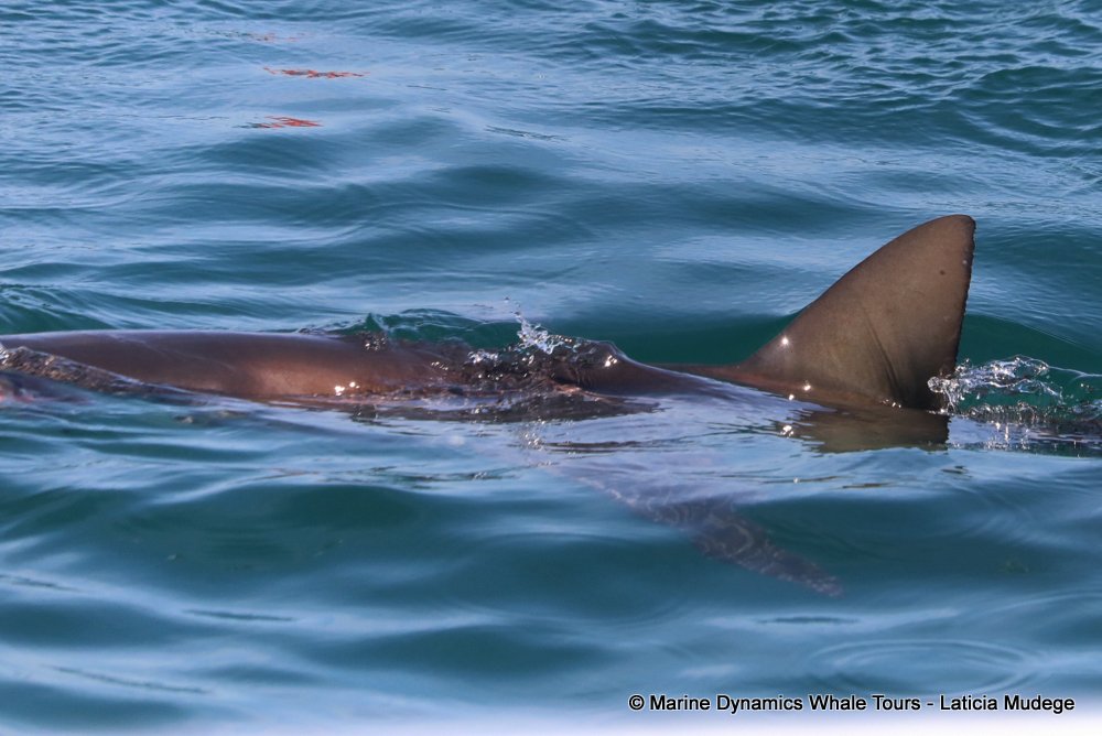 bronze whaler shark, whale watching, gansbaai, south africa,