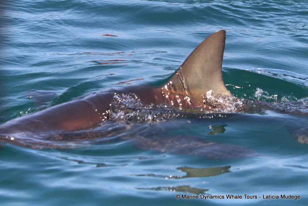 bronze whaler shark, whale watching, gansbaai, south africa,