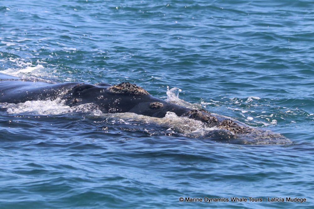 Southern right whale, whale watching, gansbaai, south africa,