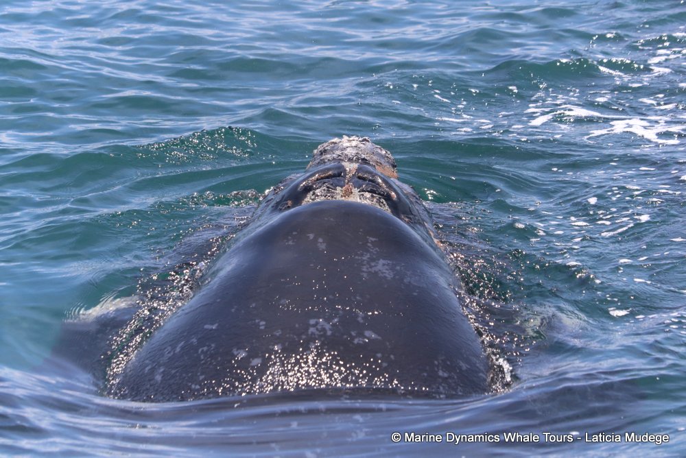 Southern right whale, whale watching, gansbaai, south africa,