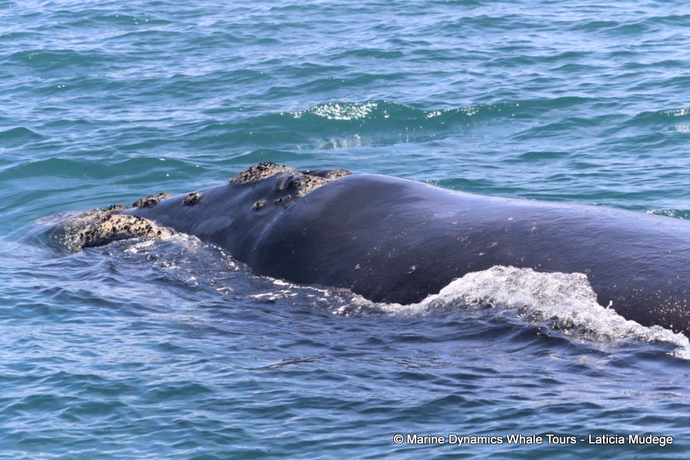 Southern right whale, whale watching, gansbaai, south africa,