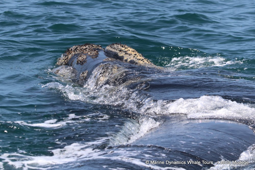 Southern right whale, whale watching, gansbaai, south africa,