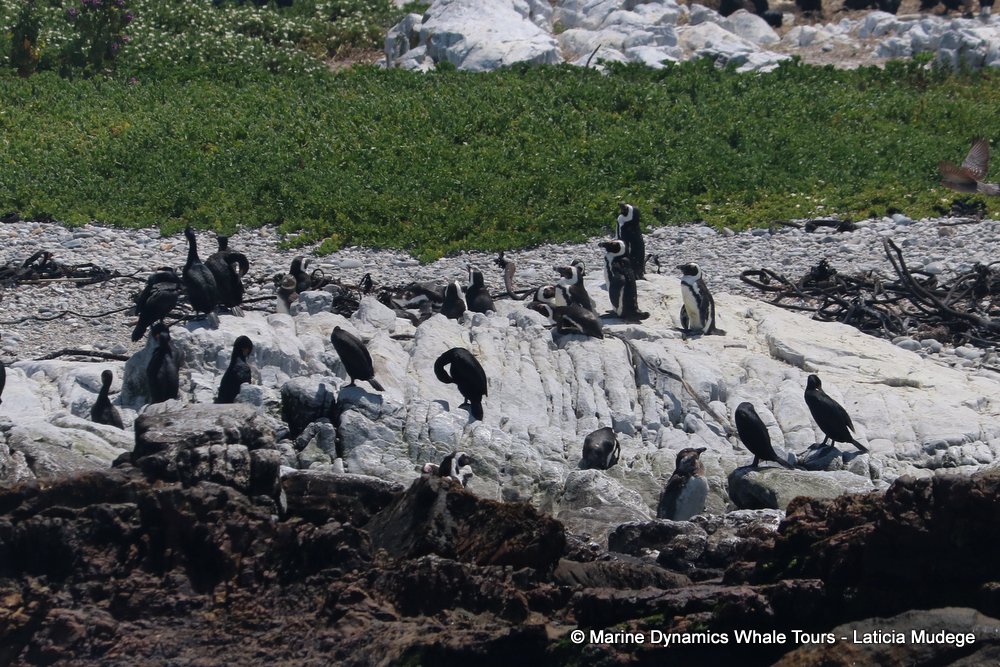 african penguin, whale watching, gansbaai, south africa