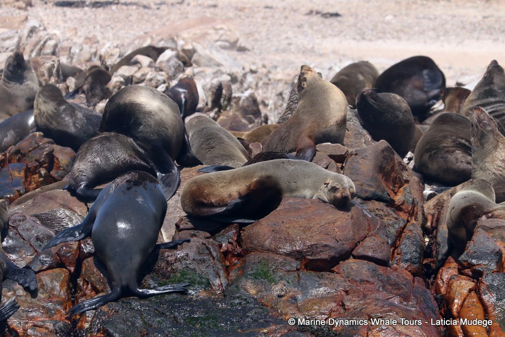cape fur seal, whale watching, gansbaai, south africa