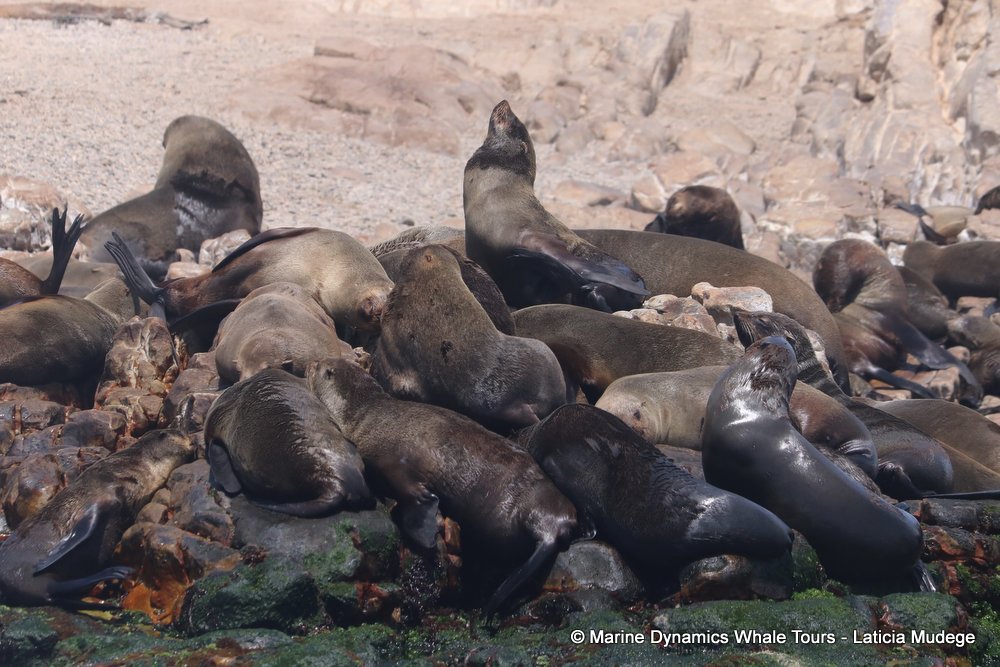 cape fur seal, whale watching, gansbaai, south africa