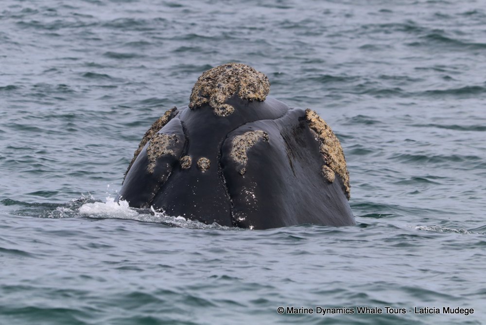 Southern right whale, whale watching, gansbaai, south africa,