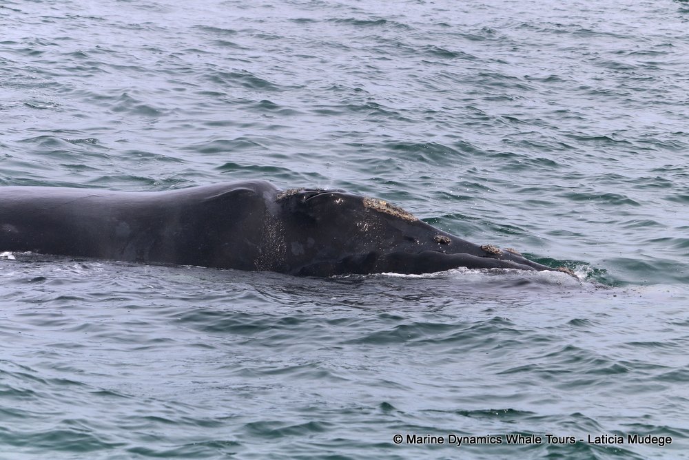 Southern right whale, whale watching, gansbaai, south africa,
