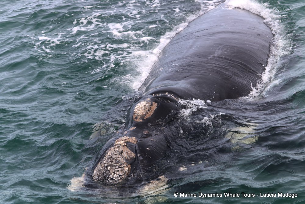 Southern right whale, whale watching, gansbaai, south africa,