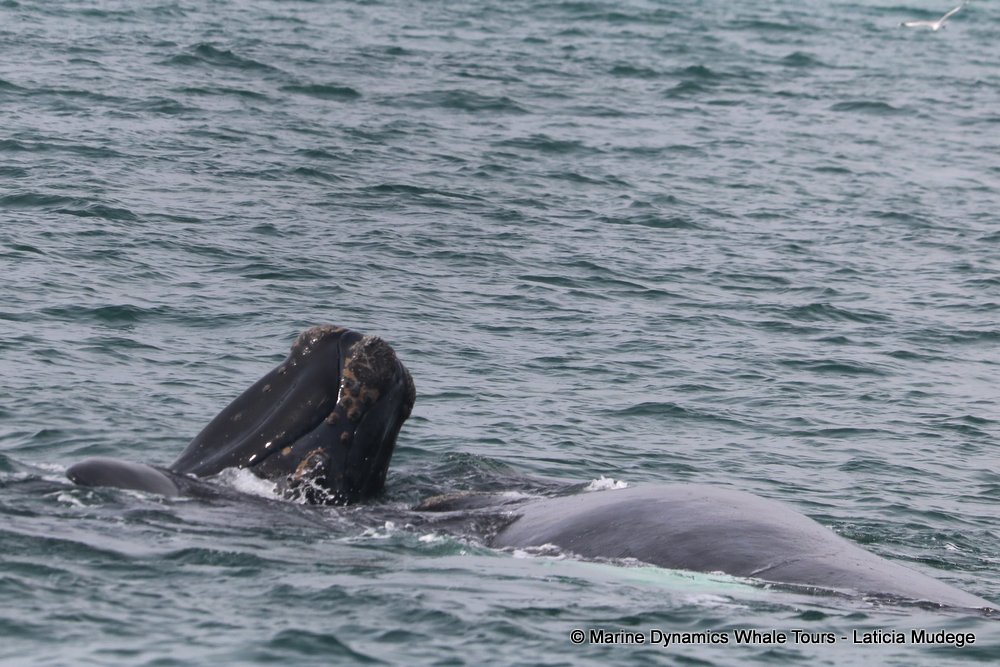 Southern right whale, whale watching, gansbaai, south africa,