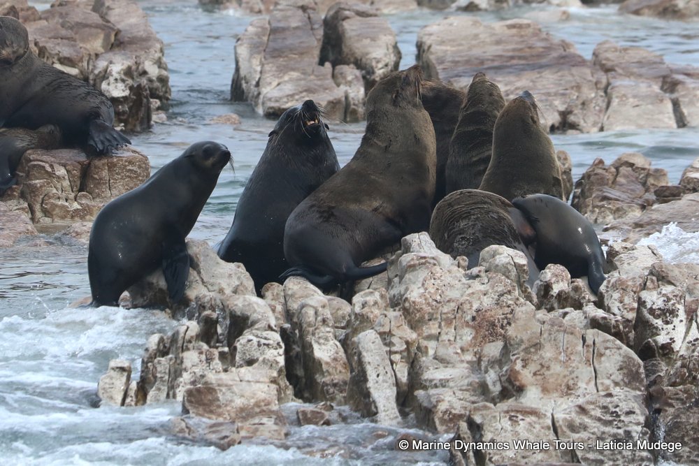 cape fur seal, whale watching, gansbaai, south africa