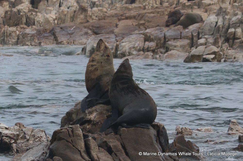 cape fur seal, whale watching, gansbaai, south africa