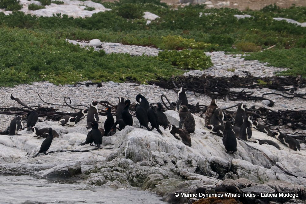 african penguin, whale watching, gansbaai, south africa