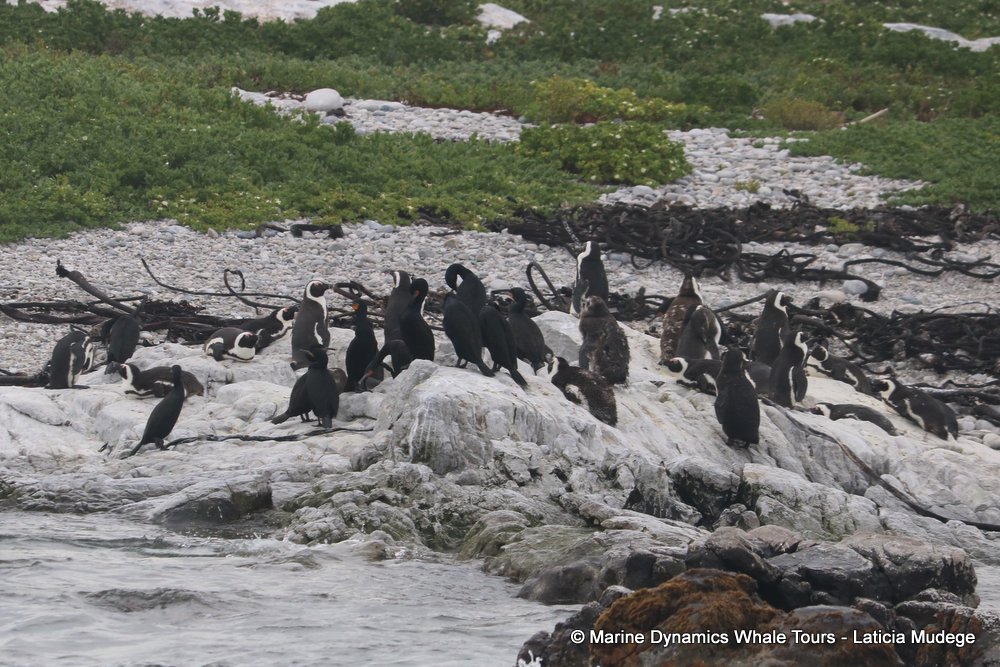 african penguin, whale watching, gansbaai, south africa