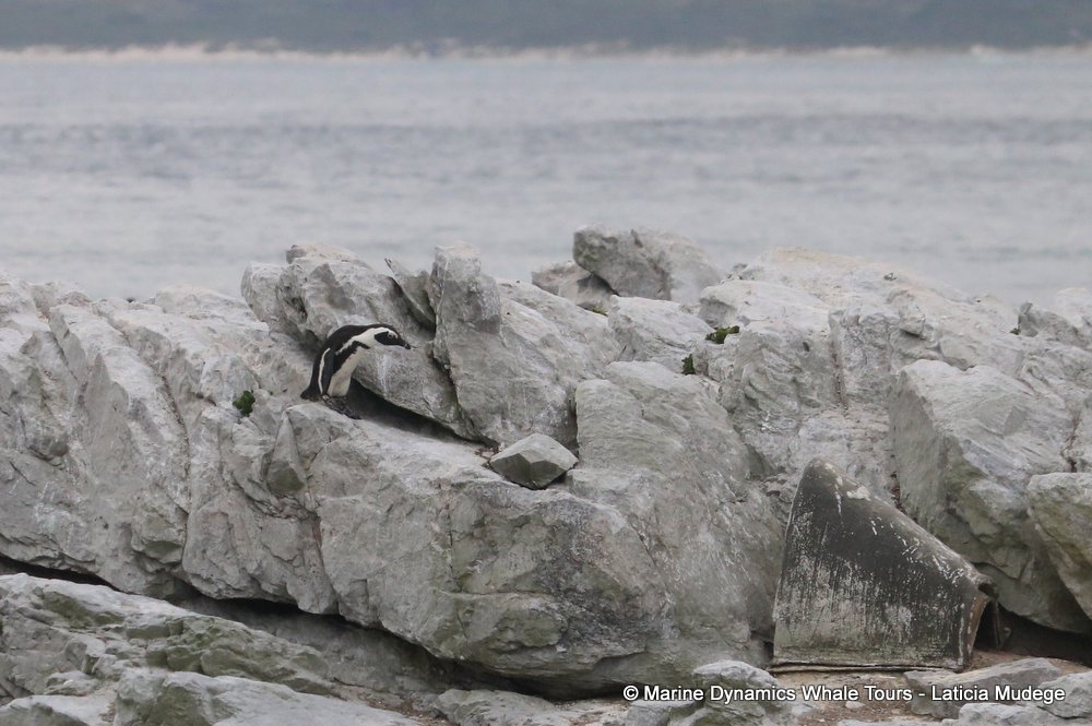 african penguin, whale watching, gansbaai, south africa