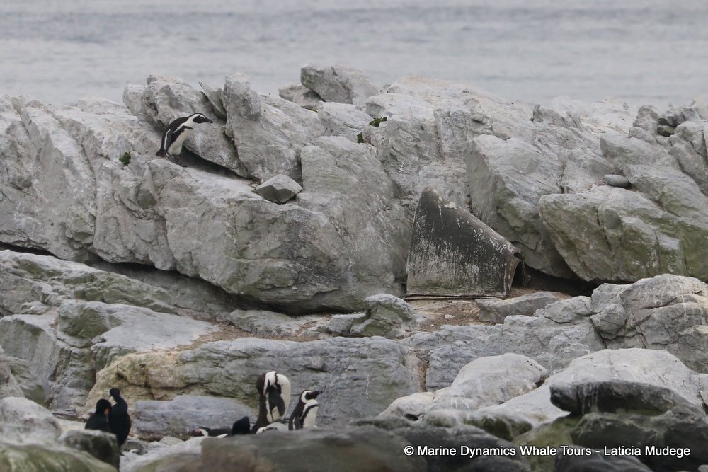 african penguin, whale watching, gansbaai, south africa