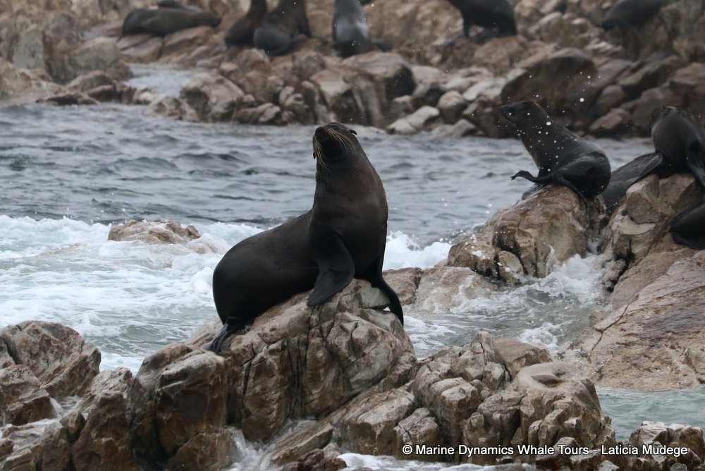 cape fur seal, whale watching, gansbaai, south africa