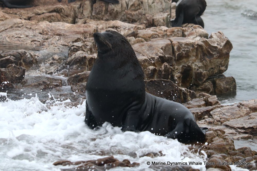 cape fur seal, whale watching, gansbaai, south africa