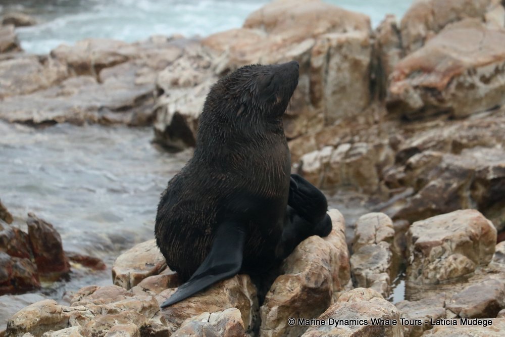 cape fur seal, whale watching, gansbaai, south africa