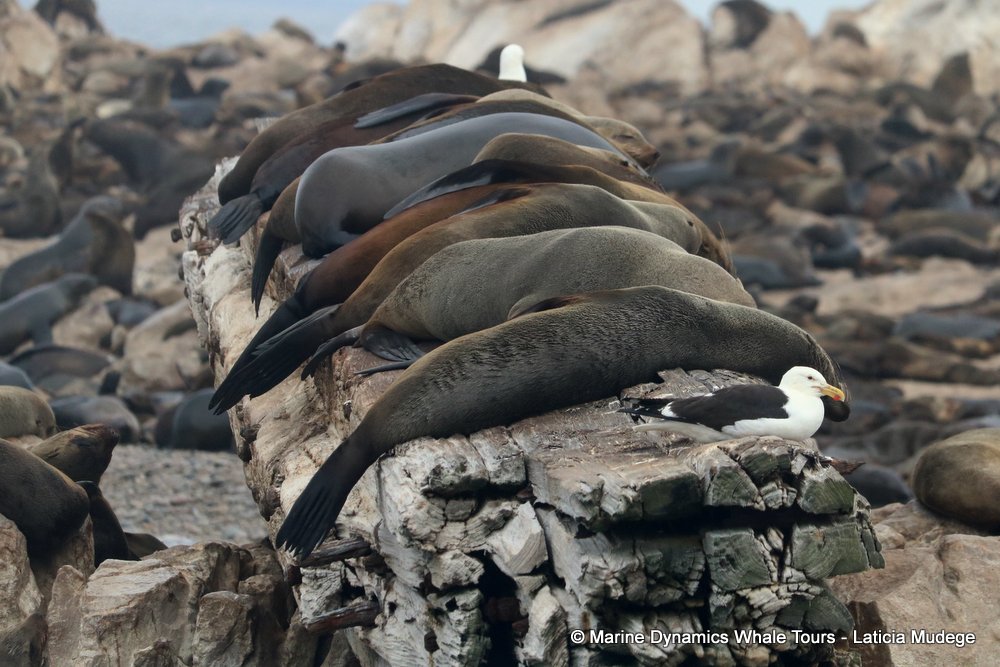 cape fur seal, whale watching, gansbaai, south africa