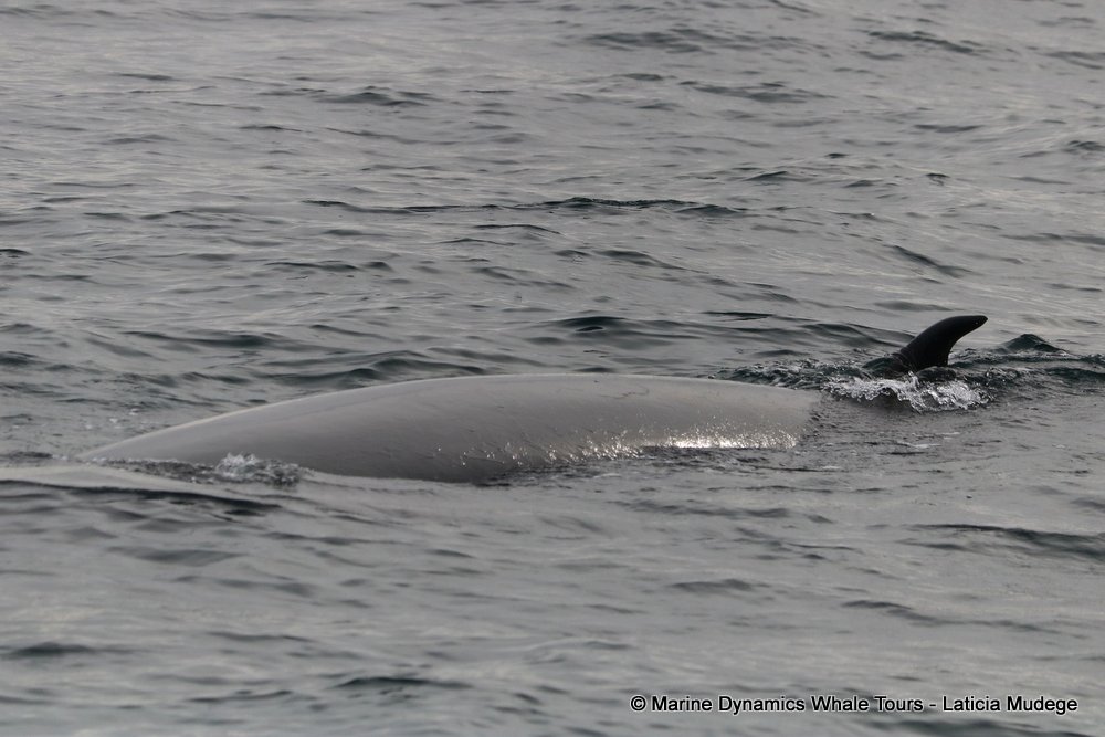 bryde's whale, whale watching, gansbaai, south africa,