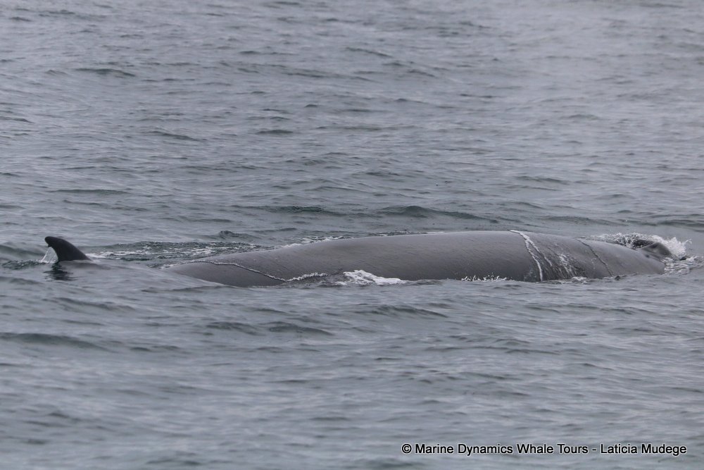 bryde's whale, whale watching, gansbaai, south africa,