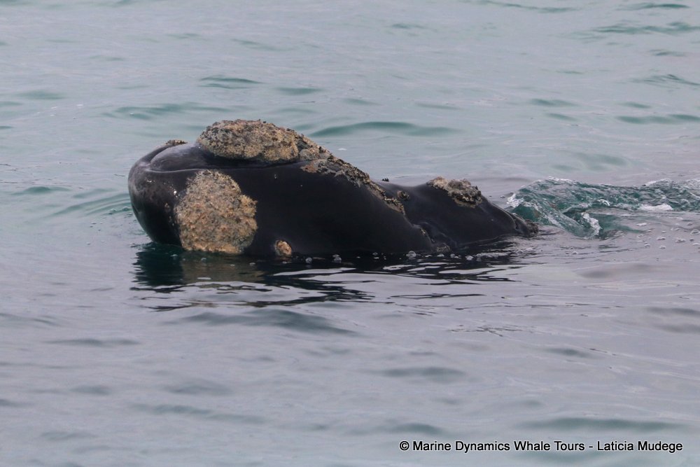 Southern right whale, whale watching, gansbaai, south africa,