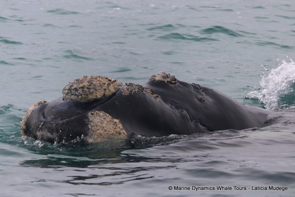 Southern right whale, whale watching, gansbaai, south africa,
