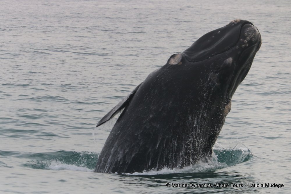 Southern right whale, whale watching, gansbaai, south africa,