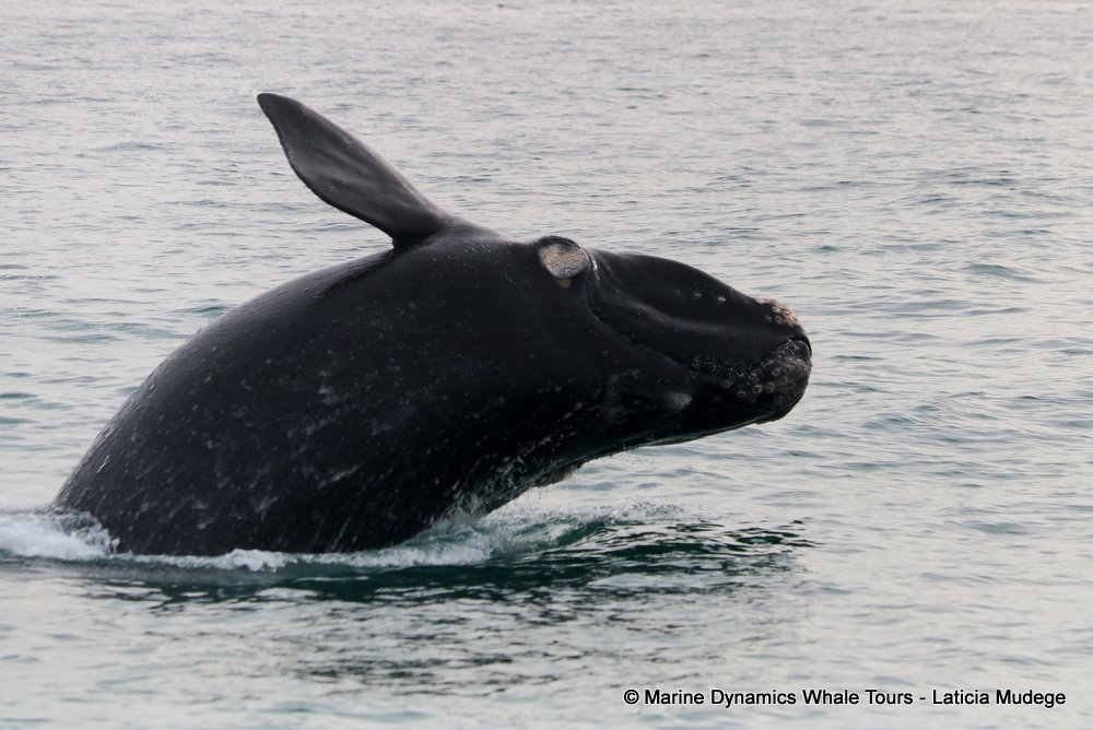 Southern right whale, whale watching, gansbaai, south africa,