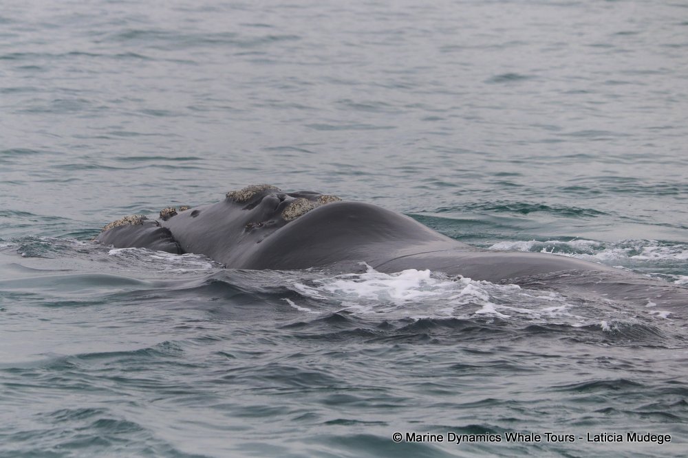 Southern right whale, whale watching, gansbaai, south africa,