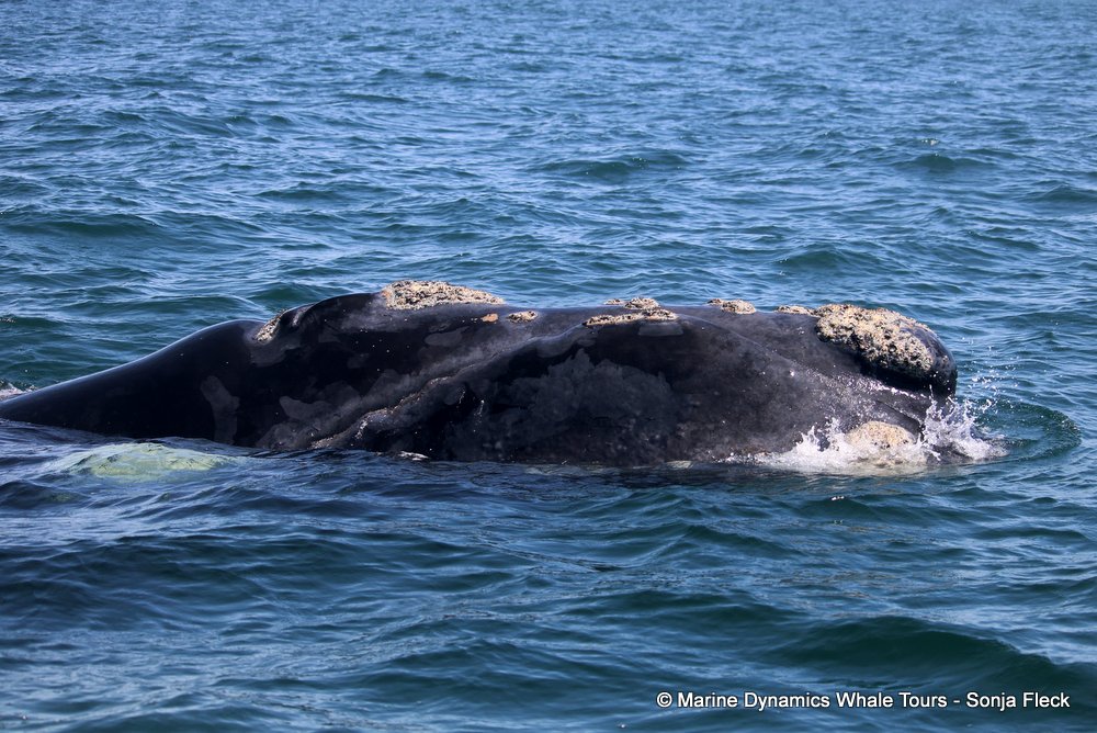Southern right whale, whale watching, gansbaai, south africa,