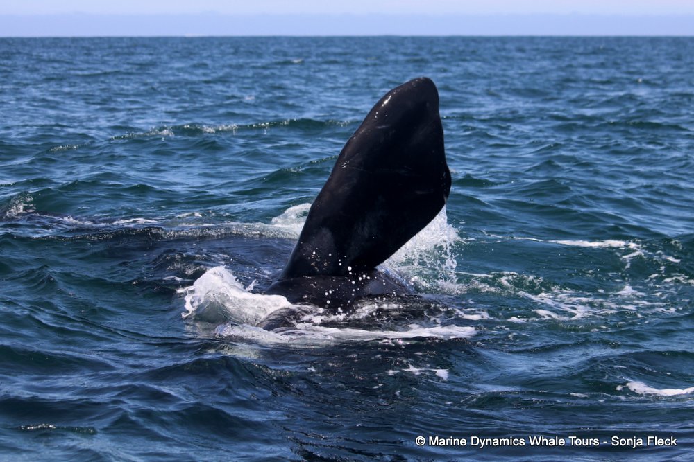 Southern right whale, whale watching, gansbaai, south africa,