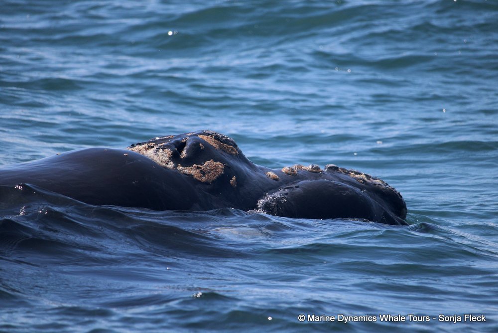 Southern right whale, whale watching, gansbaai, south africa,