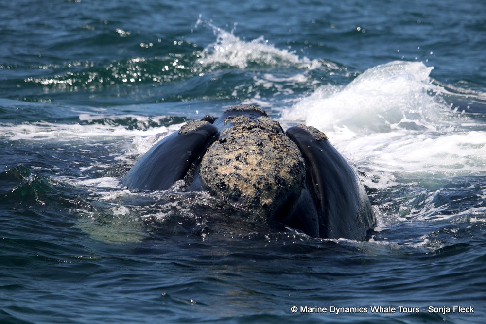 Southern right whale, whale watching, gansbaai, south africa,