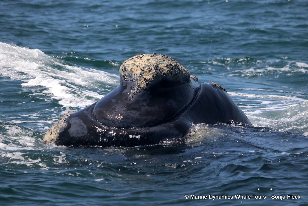 Southern right whale, whale watching, gansbaai, south africa,
