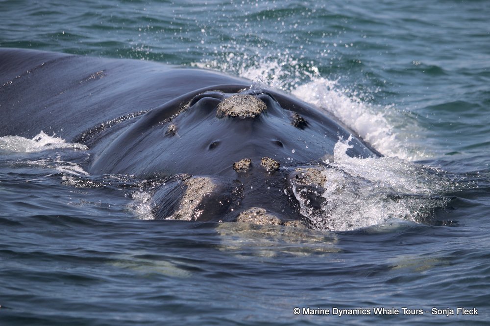 Southern right whale, whale watching, gansbaai, south africa,