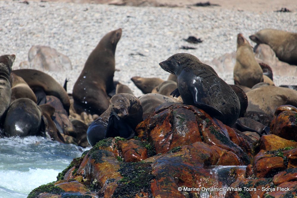 cape fur seal, whale watching, gansbaai, south africa