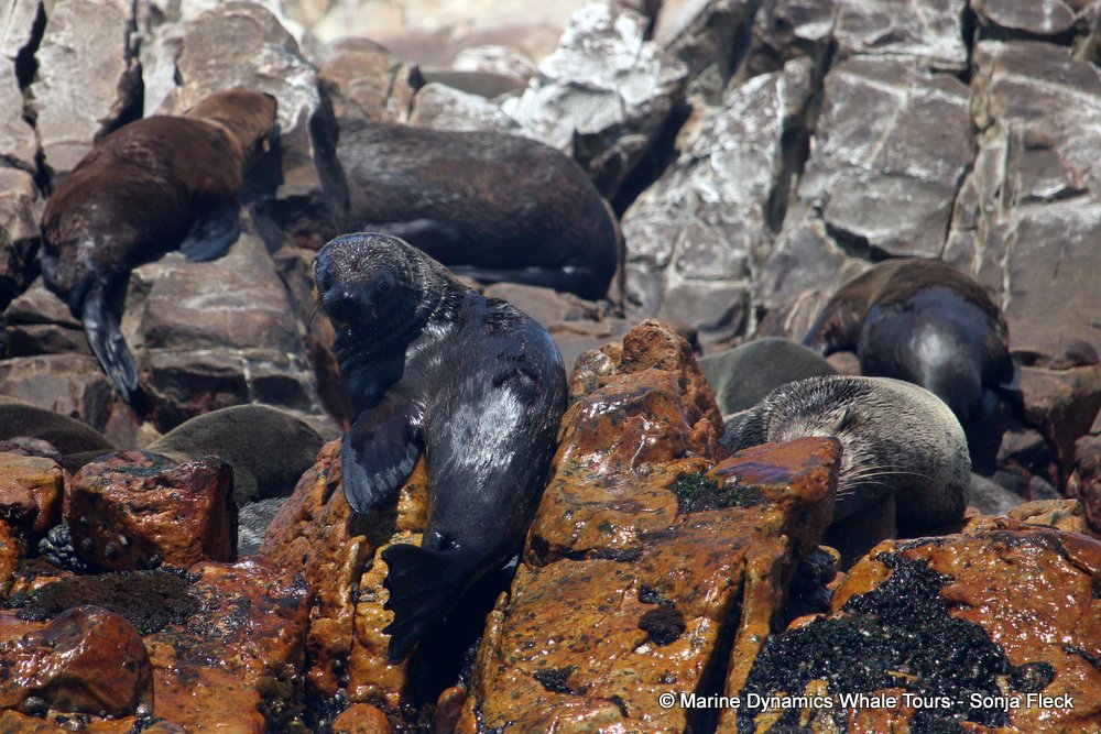 cape fur seal, whale watching, gansbaai, south africa