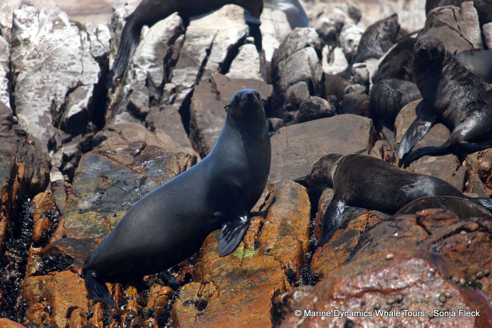 cape fur seal, whale watching, gansbaai, south africa