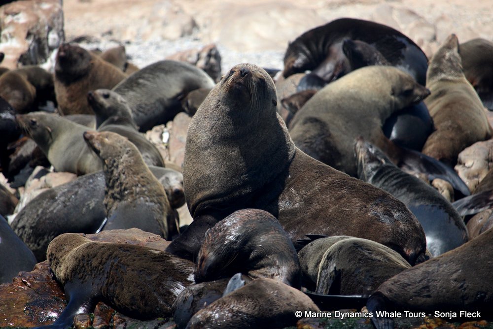 cape fur seal, whale watching, gansbaai, south africa