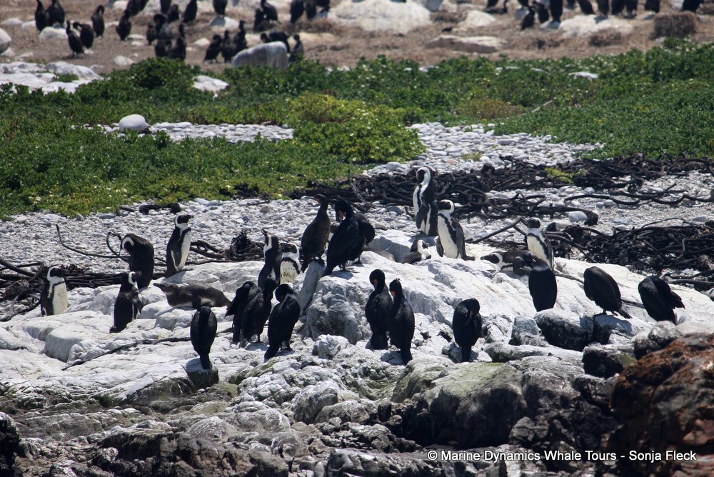 african penguin, whale watching, gansbaai, south africa
