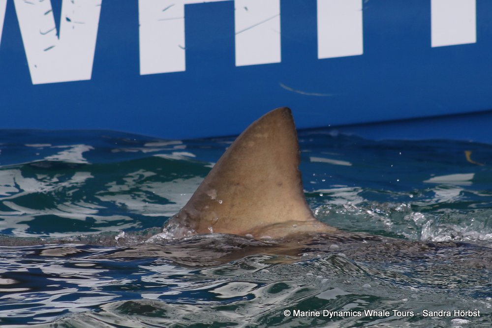 bronze whaler shark, whale watching, gansbaai, south africa,